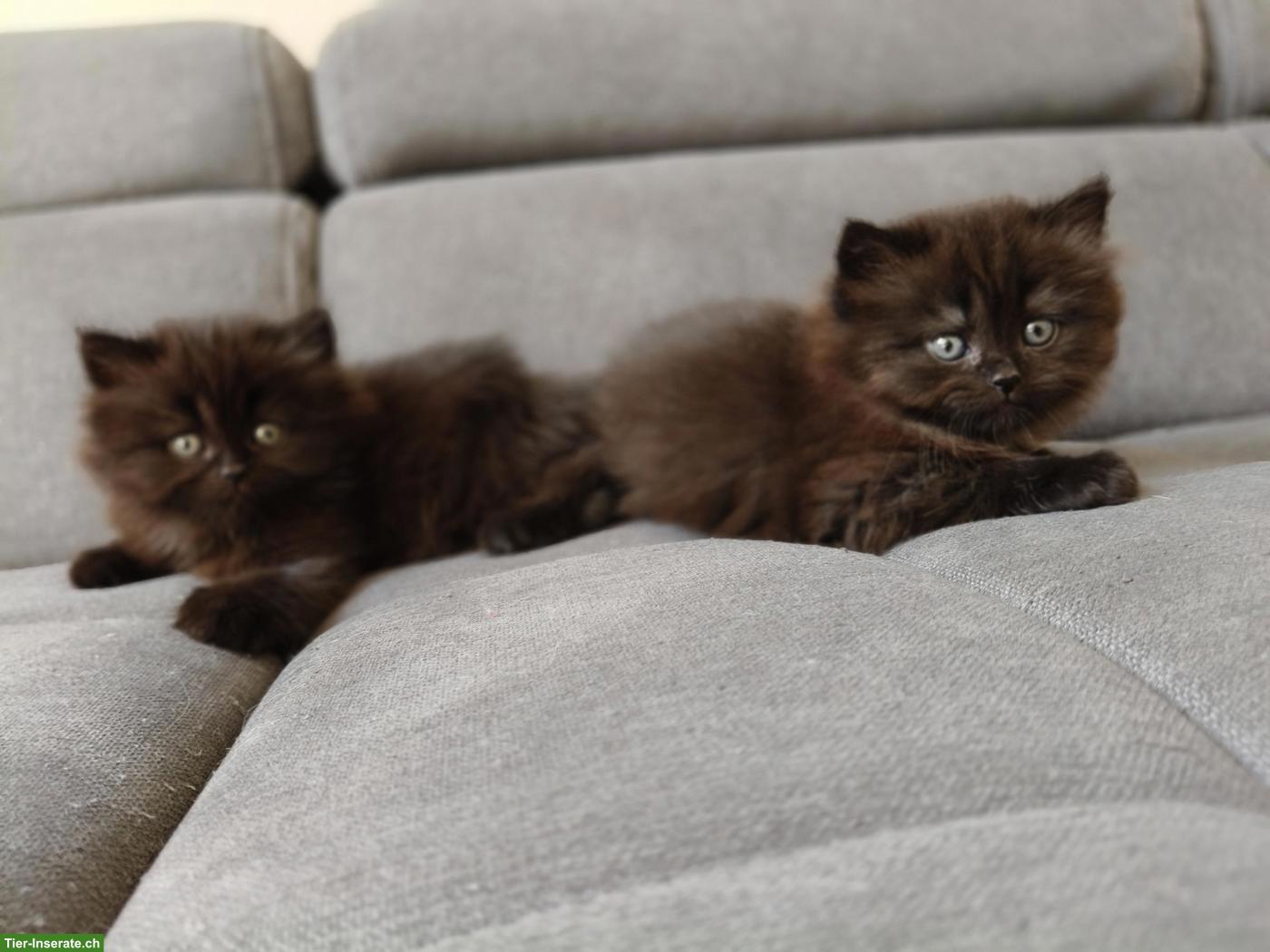 Bild 2: BKH/BLH Kitten (m/w, Chocolate Tabby) suchen gemeinsames Plätzchen