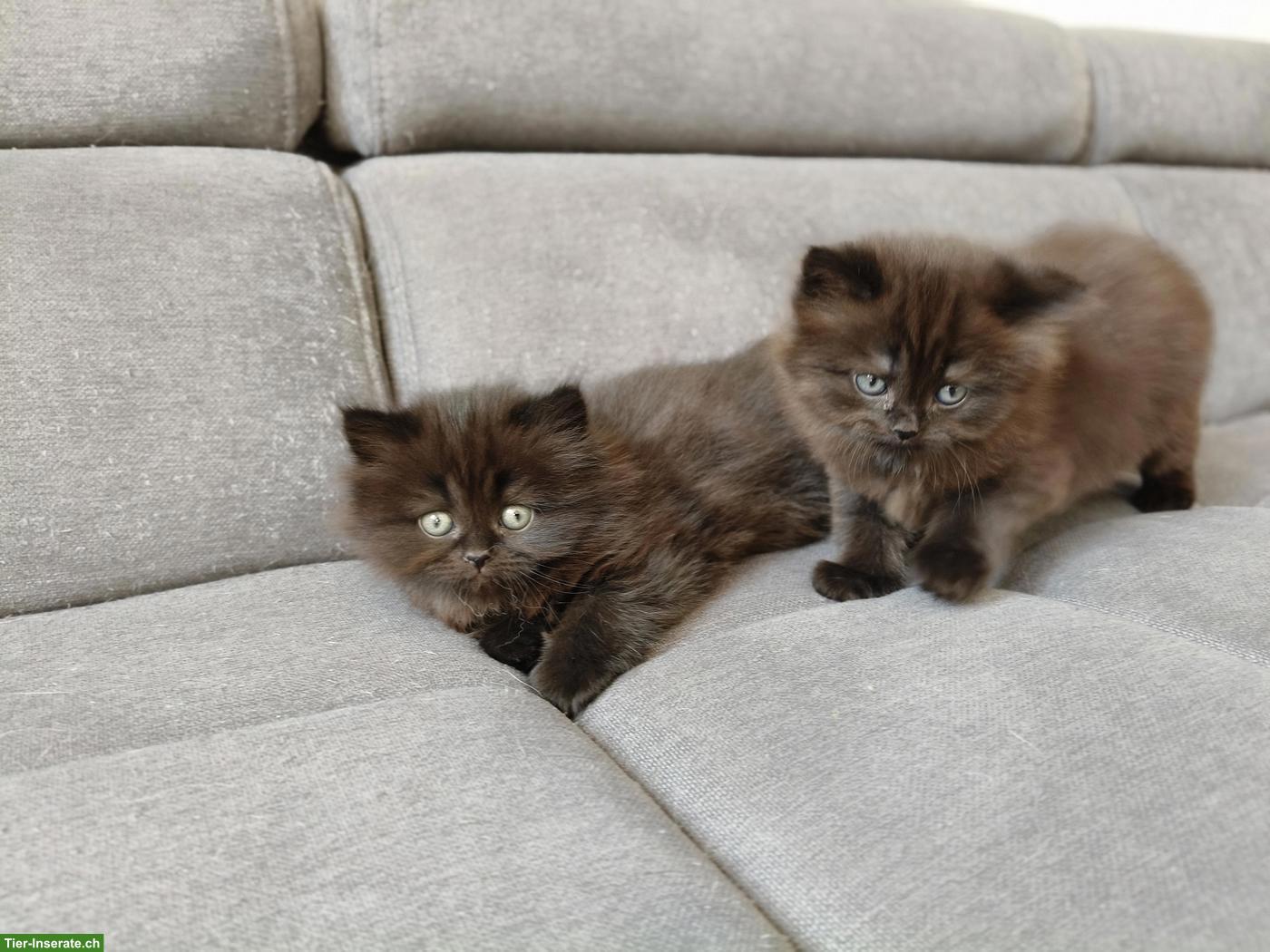 Bild 3: BKH/BLH Kitten (m/w, Chocolate Tabby) suchen gemeinsames Plätzchen