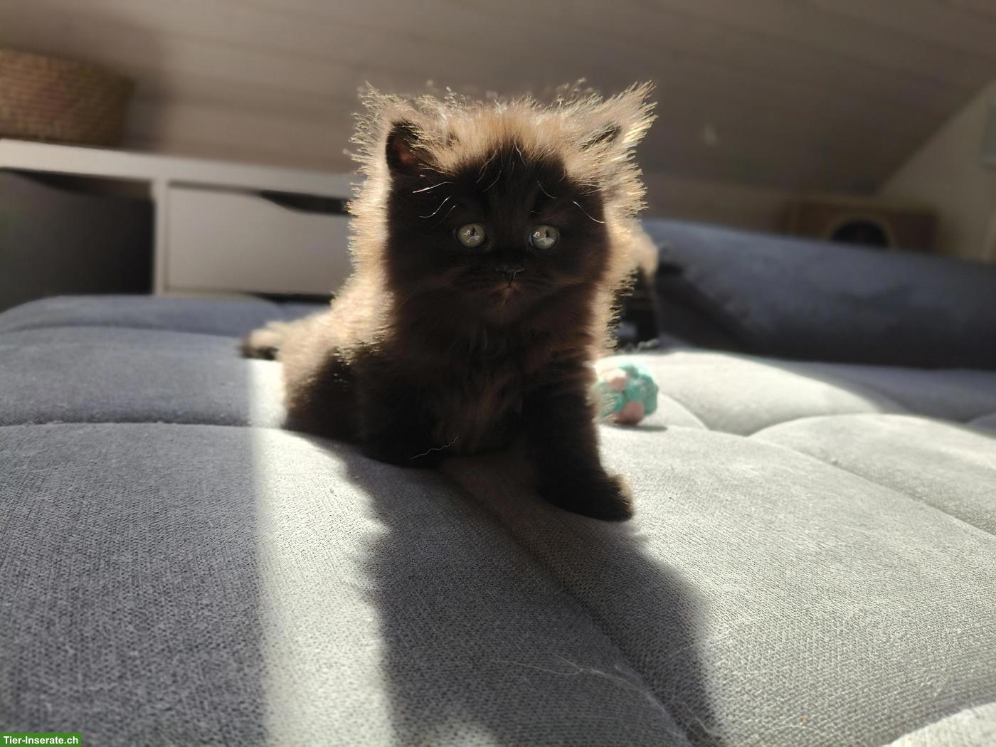 Bild 4: BKH/BLH Kitten (m/w, Chocolate Tabby) suchen gemeinsames Plätzchen