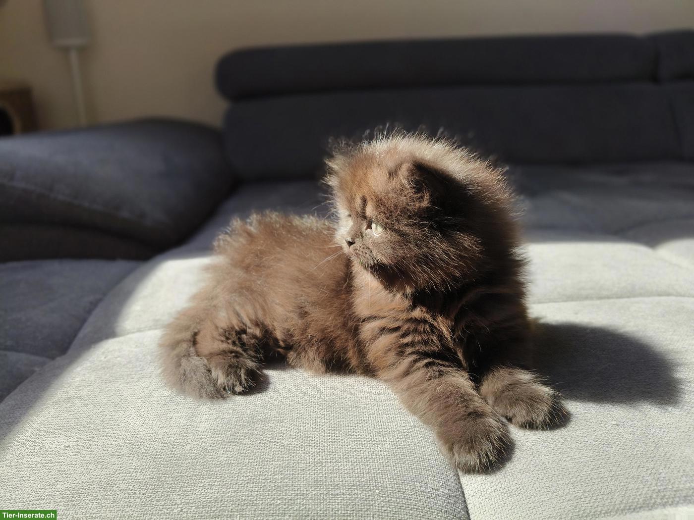 Bild 5: BKH/BLH Kitten (m/w, Chocolate Tabby) suchen gemeinsames Plätzchen