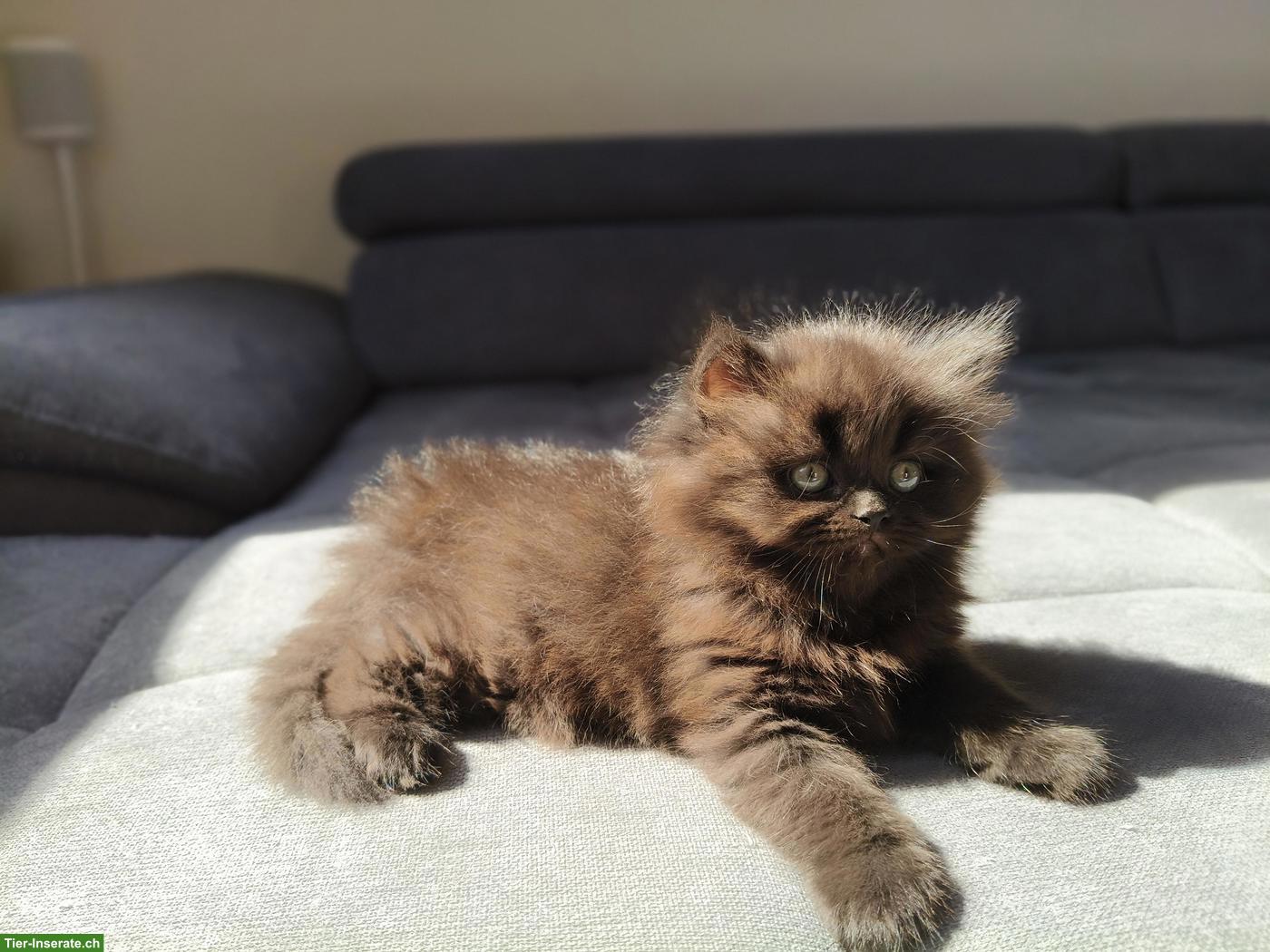 Bild 6: BKH/BLH Kitten (m/w, Chocolate Tabby) suchen gemeinsames Plätzchen