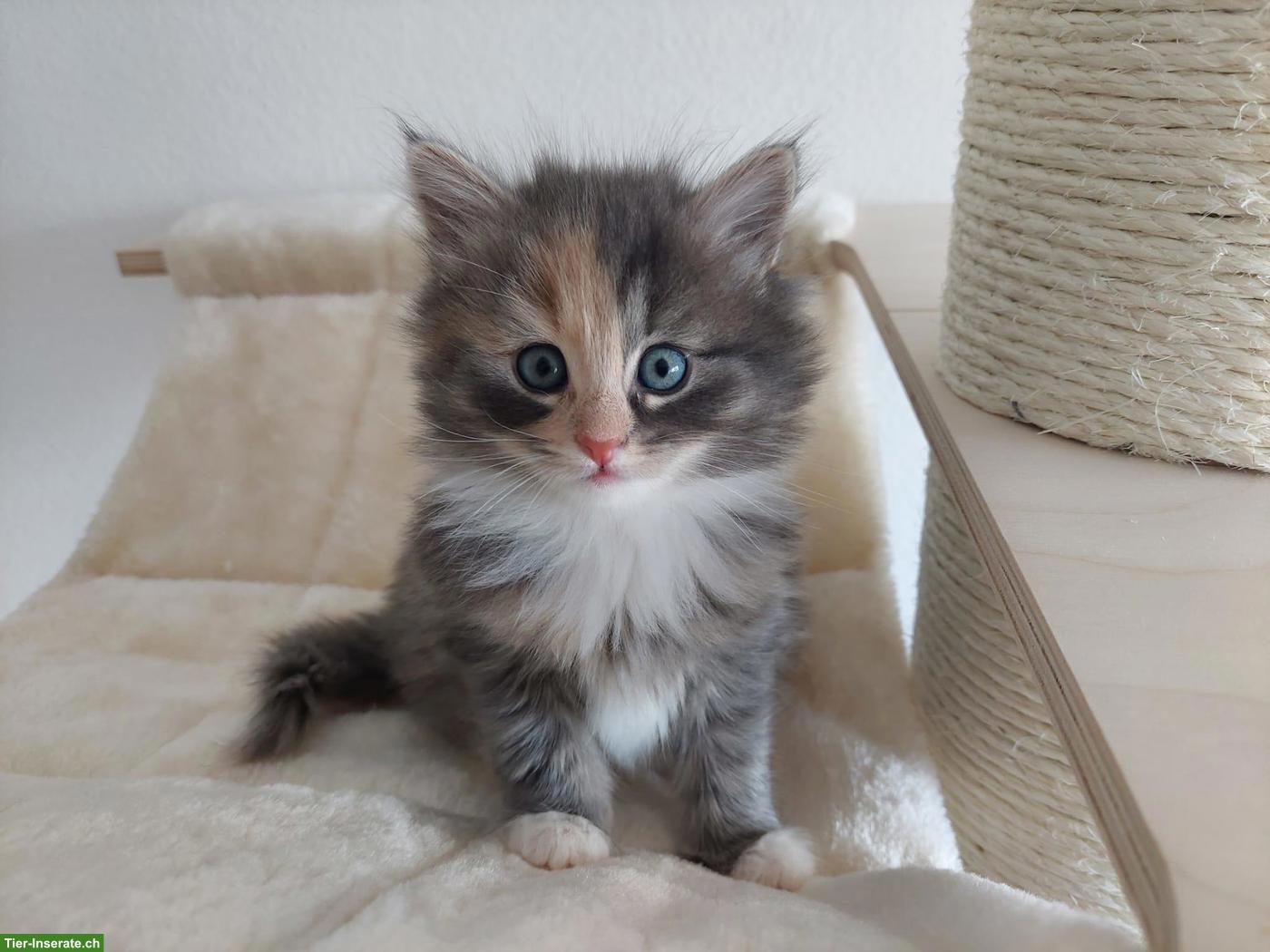 Sibirische Katze Kitten | Wurfankündigung