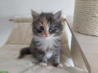 Sibirische Katze Kitten | Wurfankündigung