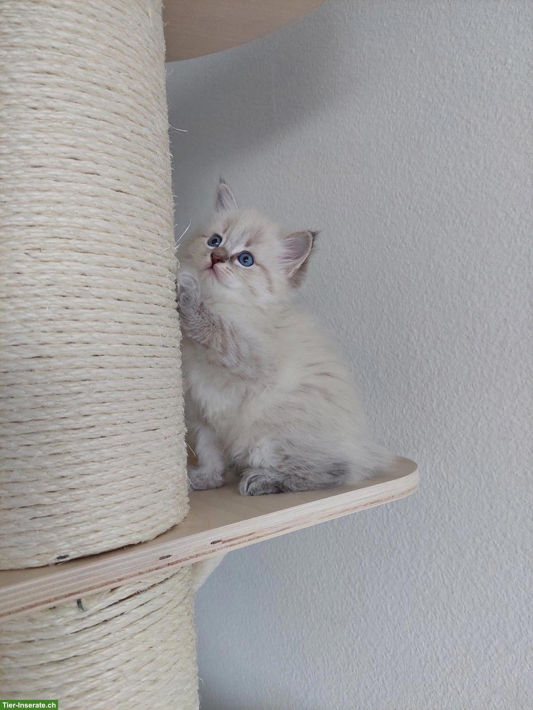 Bild 2: Sibirische Katze Kitten | Wurfankündigung