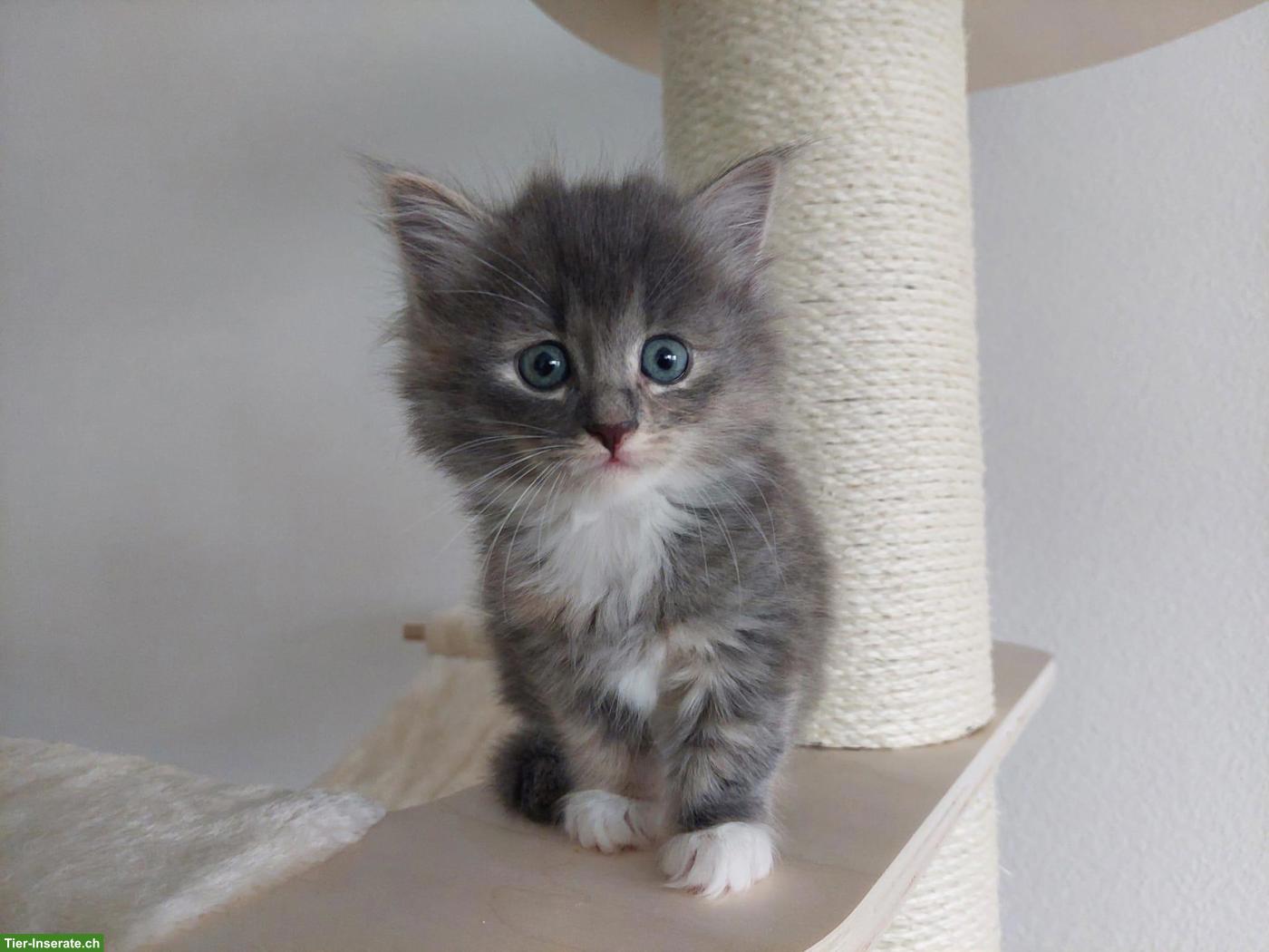 Bild 3: Sibirische Katze Kitten | Wurfankündigung