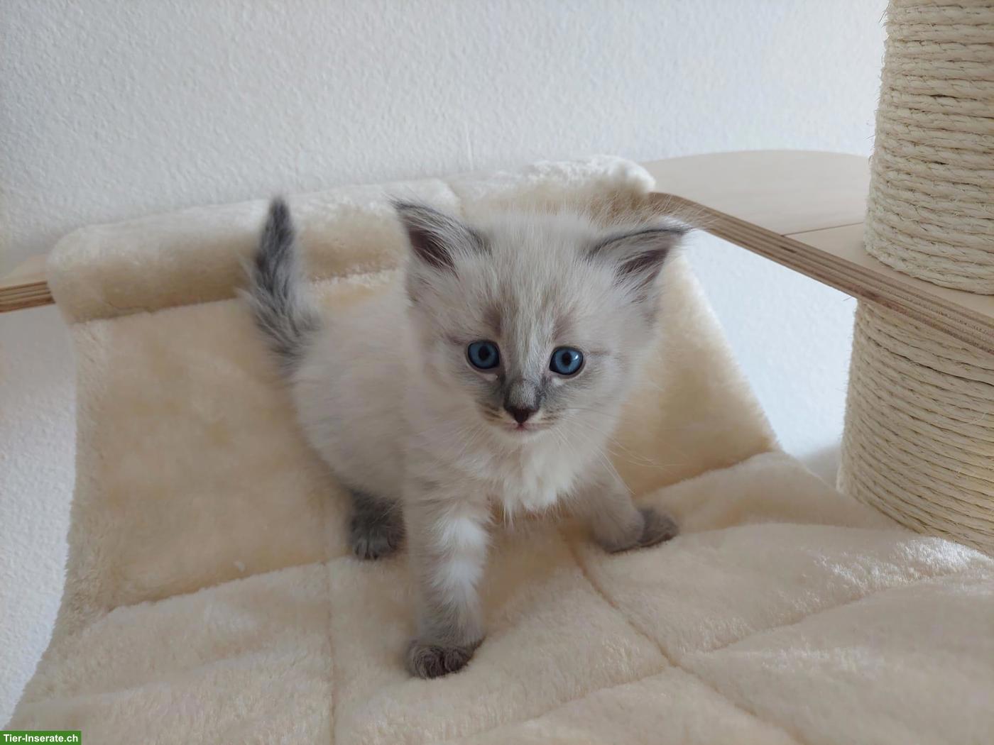 Bild 4: Sibirische Katze Kitten | Wurfankündigung