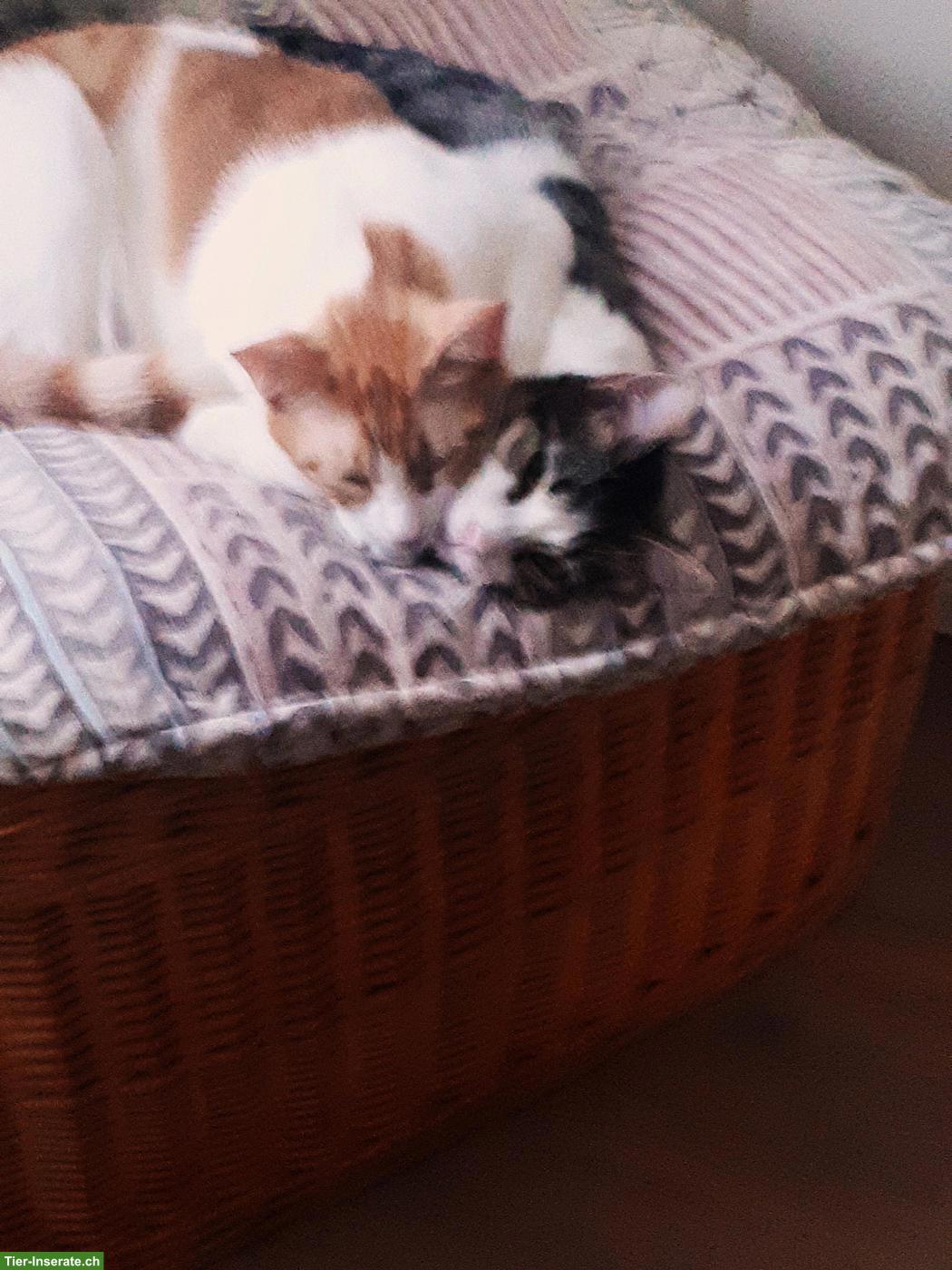 Bild 2: 2 Pflegekatzen, Kater & Kätzin, suchen liebevolles Zuhause