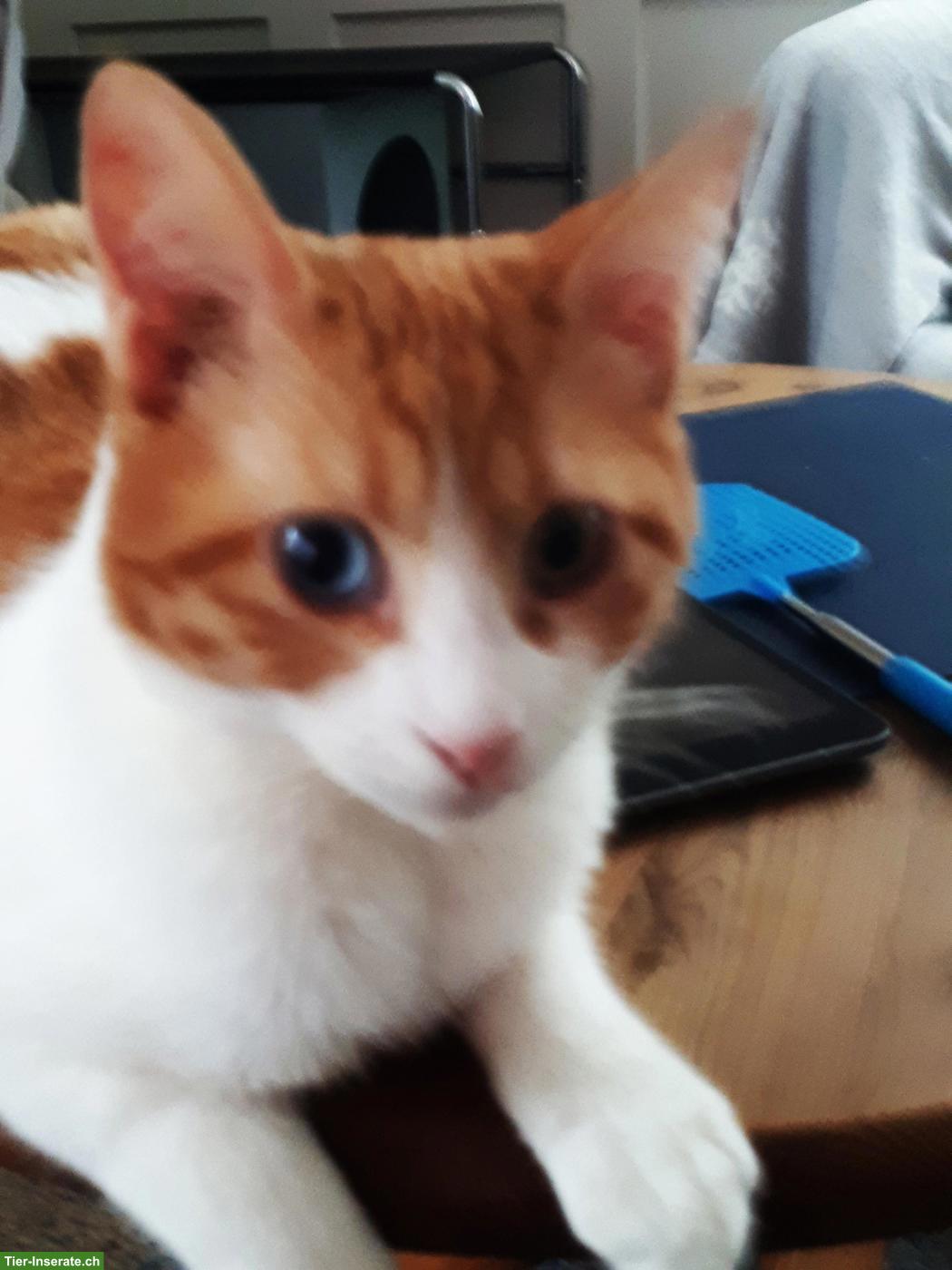 Bild 3: 2 Pflegekatzen, Kater & Kätzin, suchen liebevolles Zuhause