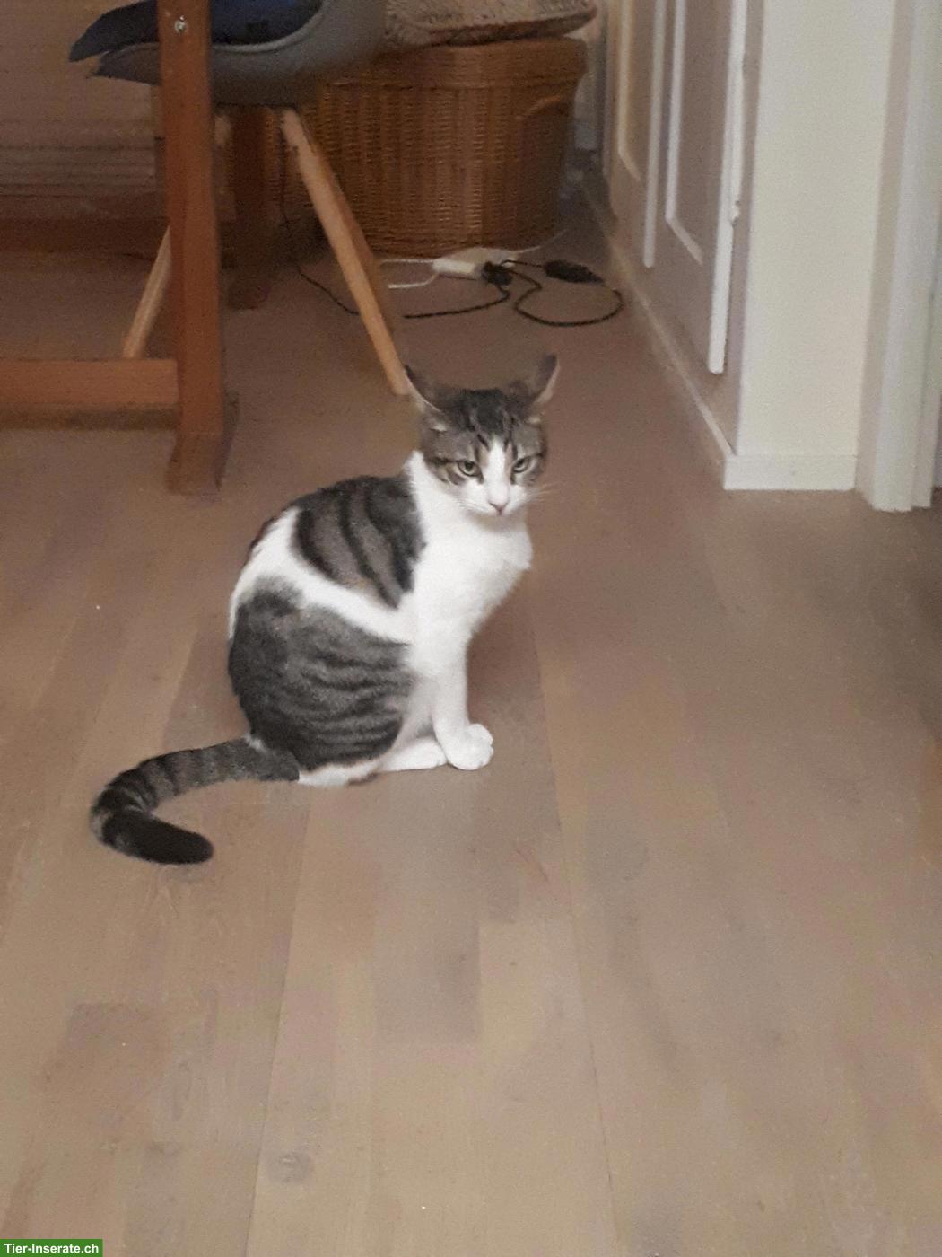 Bild 4: 2 Pflegekatzen, Kater & Kätzin, suchen liebevolles Zuhause