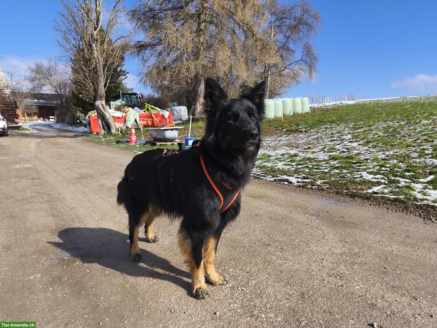 Wunderschöner Mischlingsrüde, willensstark und führig