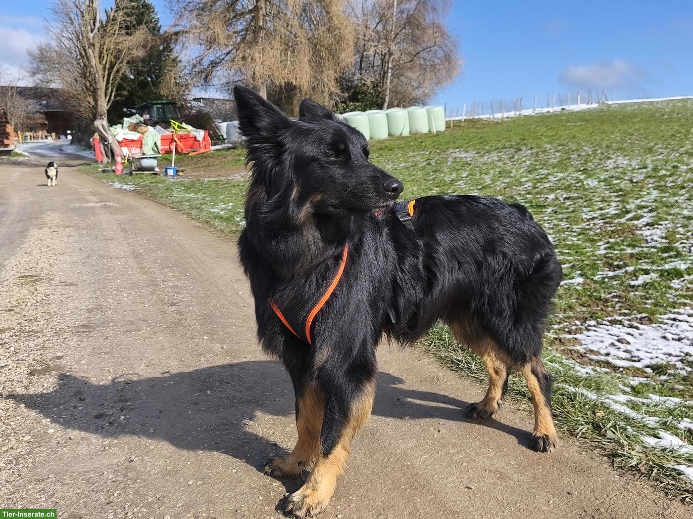 Bild 2: Wunderschöner Mischlingsrüde, willensstark und führig