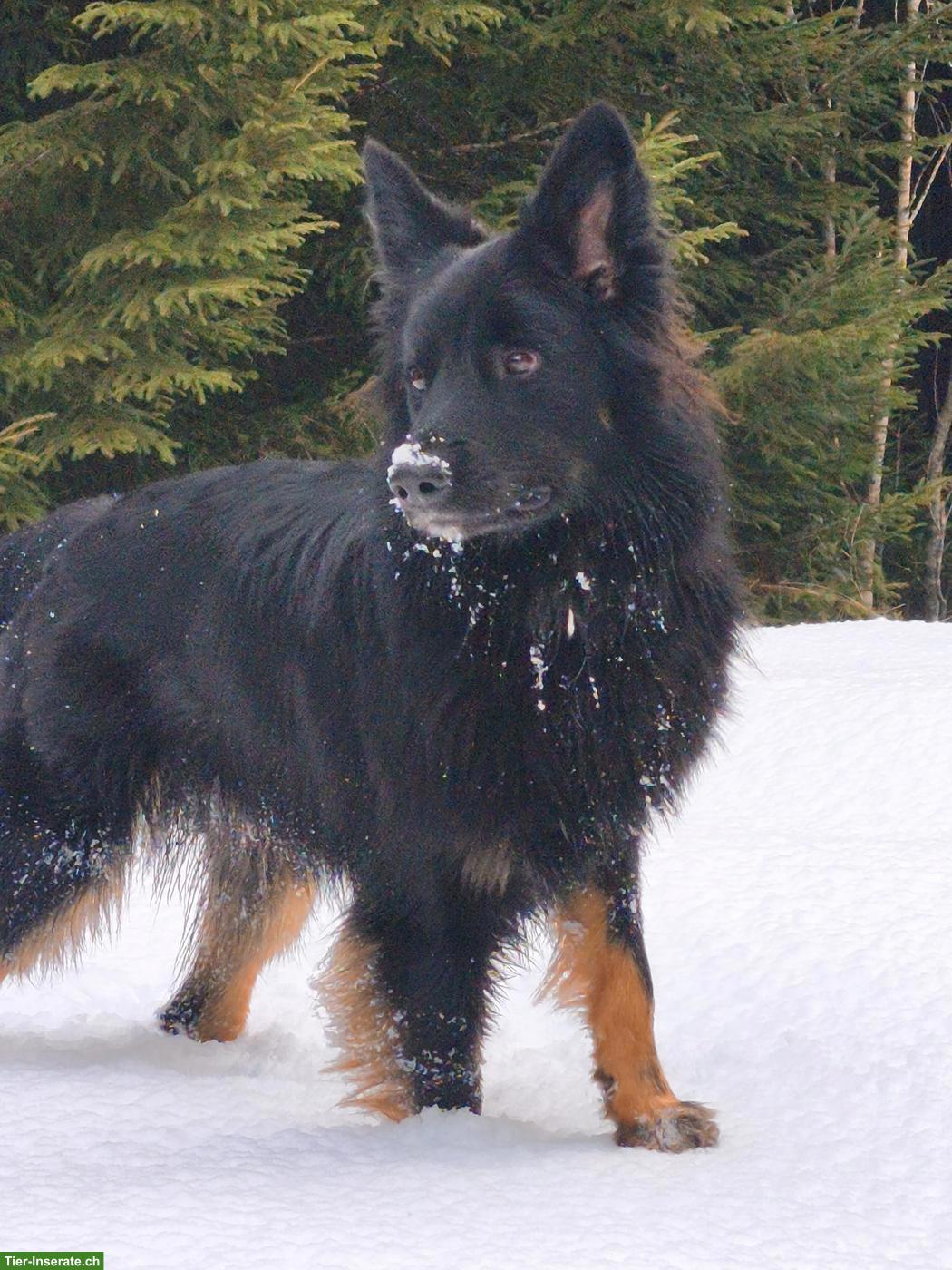 Bild 3: Wunderschöner Mischlingsrüde, willensstark und führig