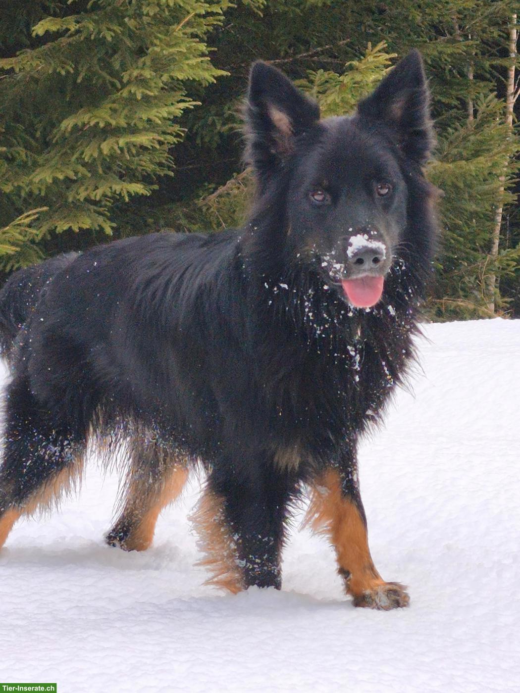 Bild 4: Wunderschöner Mischlingsrüde, willensstark und führig