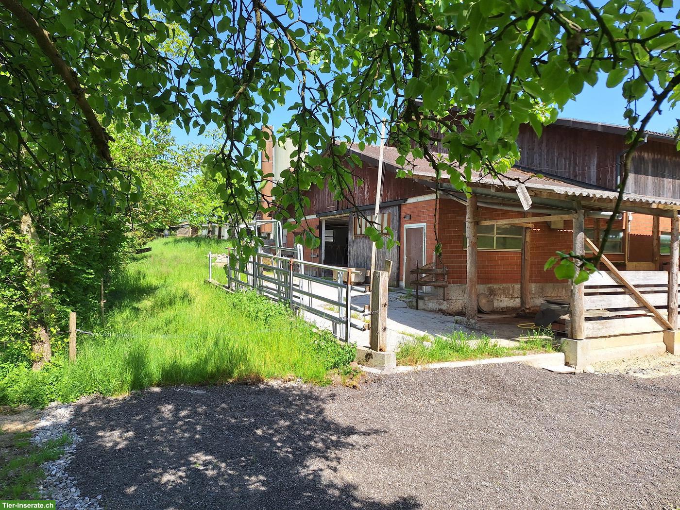 Bild 3: Selbstversorgerstall für 4 Pferde in Küssnacht am Rigi