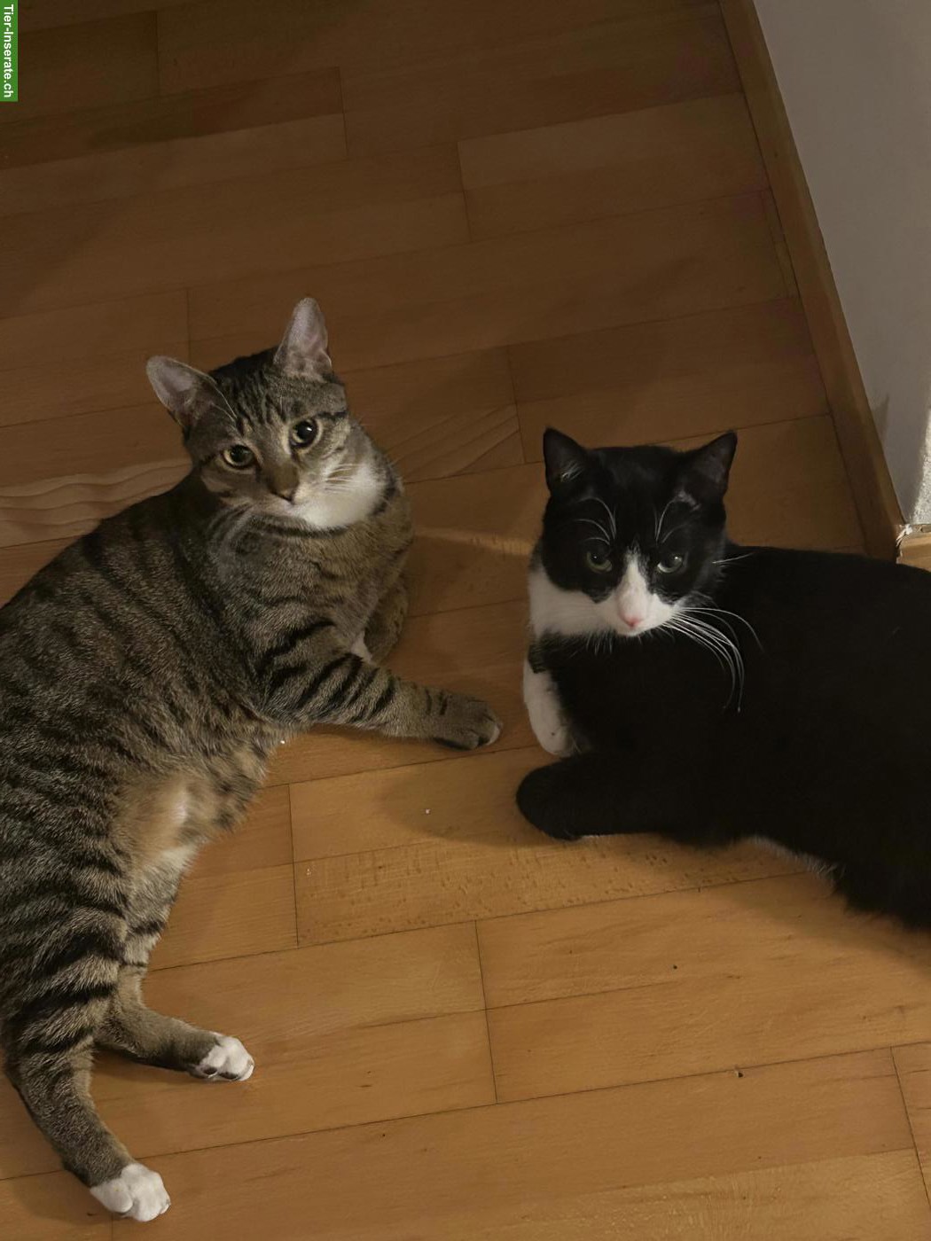 Katzen gratis abzugeben