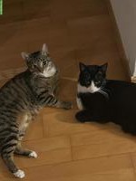 Katzen gratis abzugeben