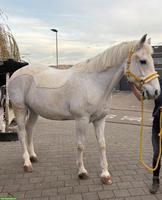 Freiberger Schimmel, Wallach, 20-jährig