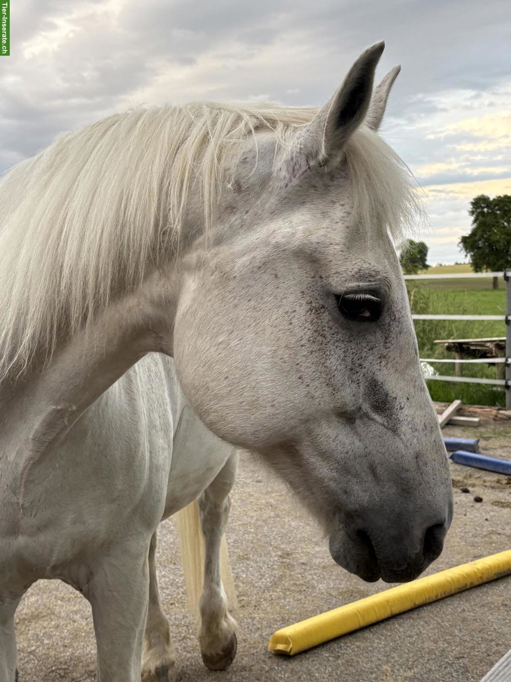 Bild 3: Freiberger Schimmel, Wallach, 20-jährig