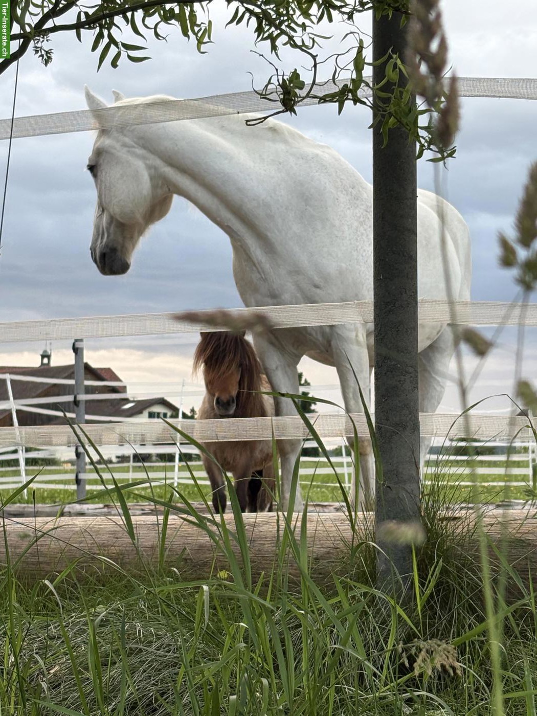 Bild 5: Freiberger Schimmel, Wallach, 20-jährig