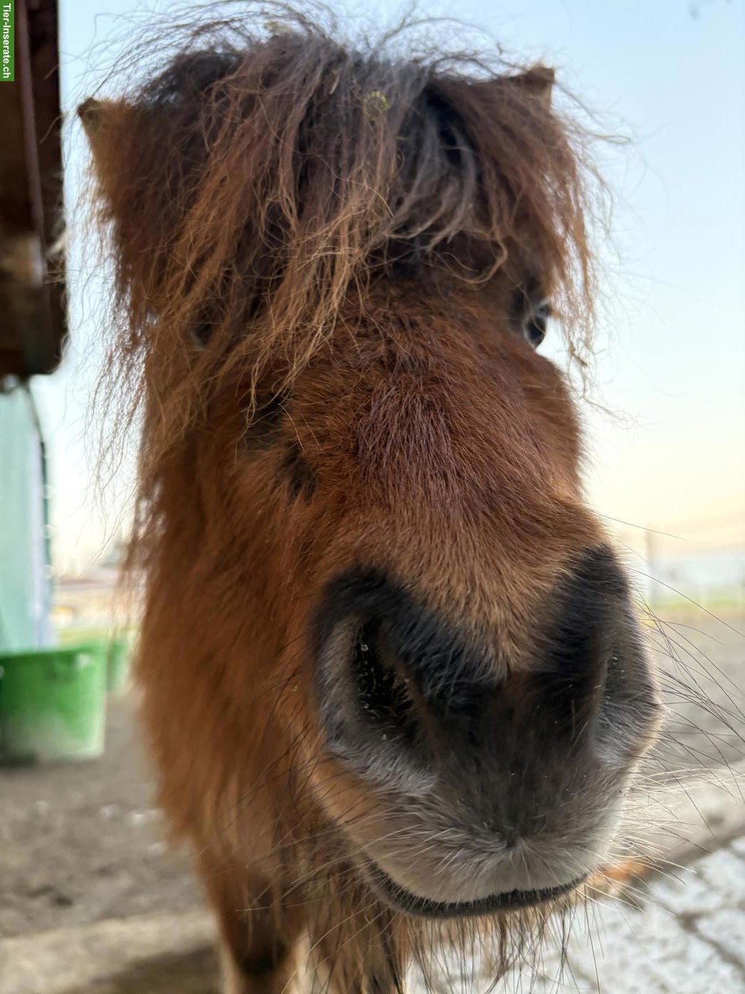 Süsse Mini Shetty Stute