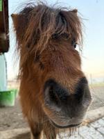 Süsse Mini Shetty Stute