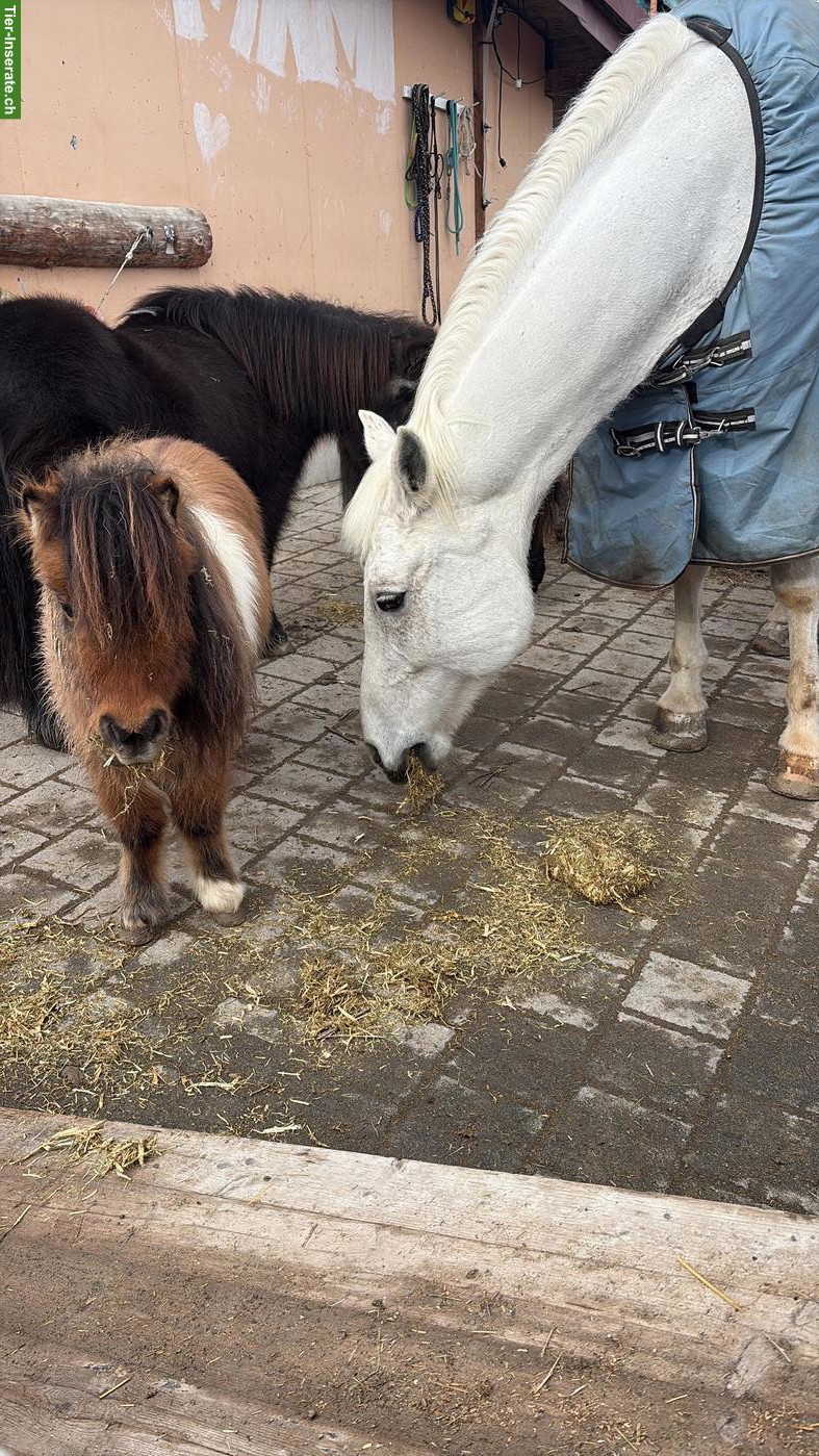 Bild 2: Süsse Mini Shetty Stute