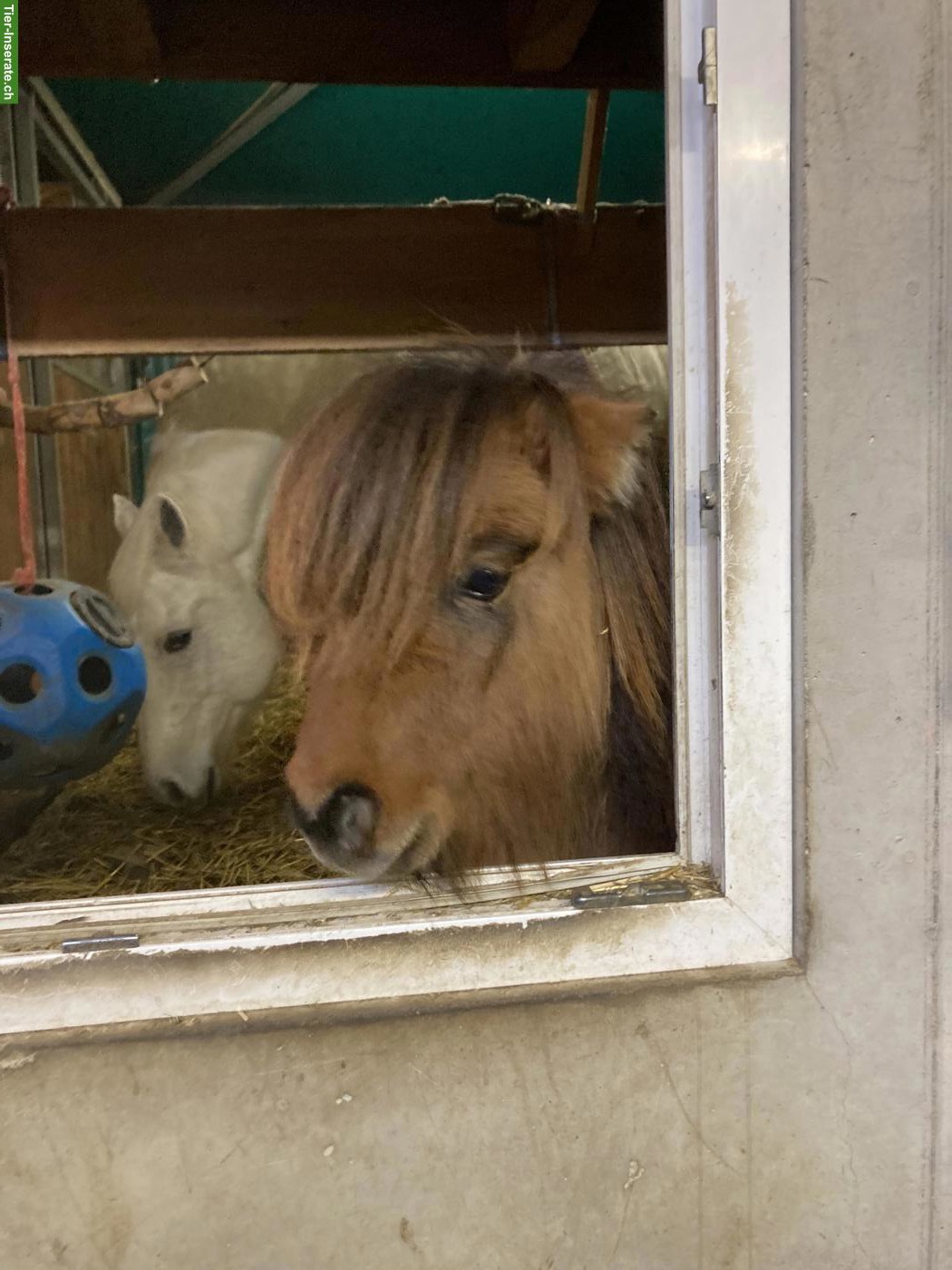 Bild 3: Süsse Mini Shetty Stute