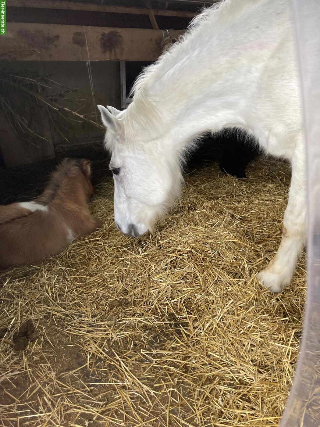 Bild 4: Süsse Mini Shetty Stute