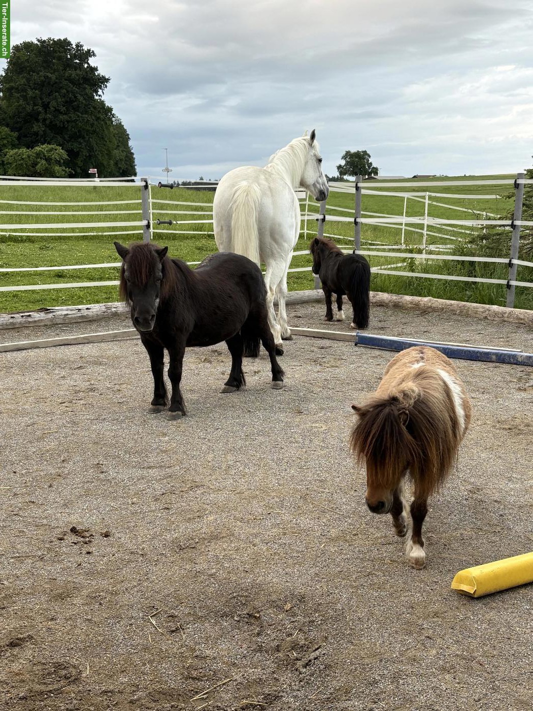 Bild 6: Süsse Mini Shetty Stute