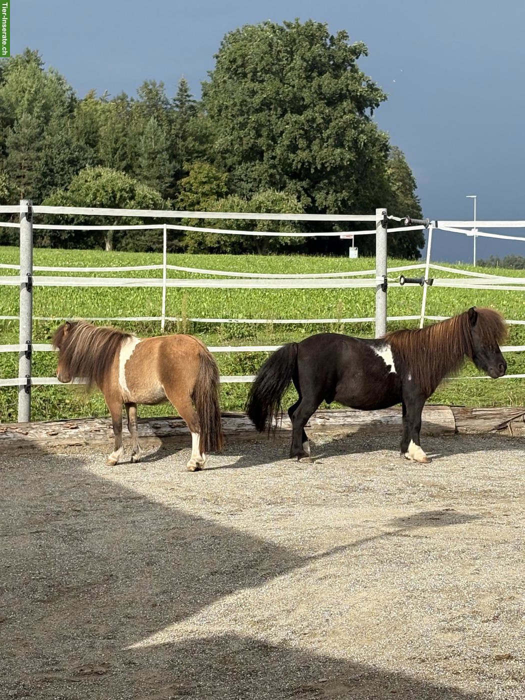 Bild 7: Süsse Mini Shetty Stute