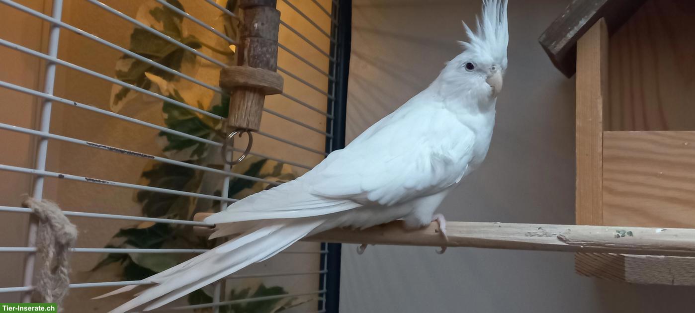 Sehr schöner Nymphensittich zu verkaufen