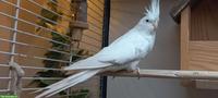 Sehr schöner Nymphensittich zu verkaufen