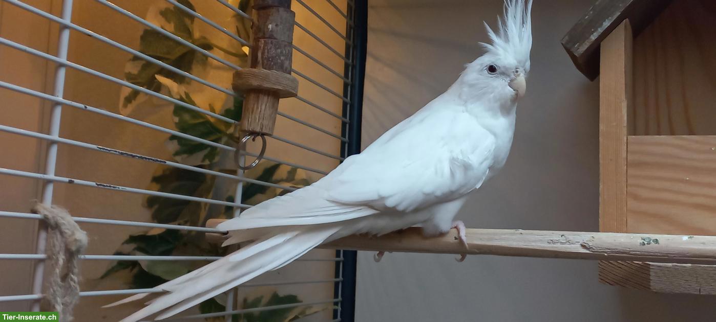 Bild 2: Sehr schöner Nymphensittich zu verkaufen