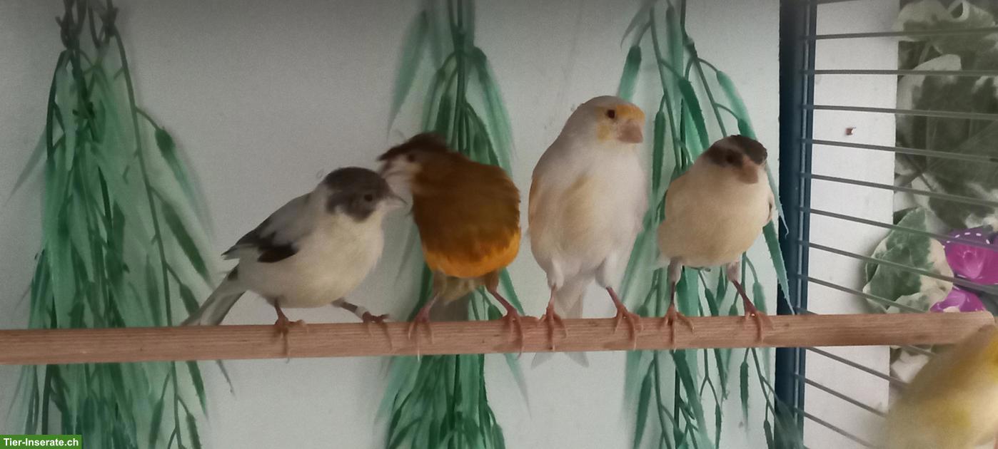 Schöne Kanarienvögel zu verkaufen