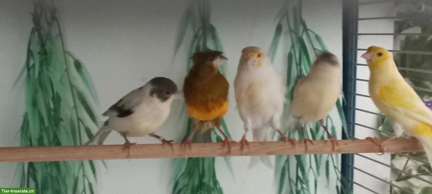 Bild 2: Schöne Kanarienvögel zu verkaufen