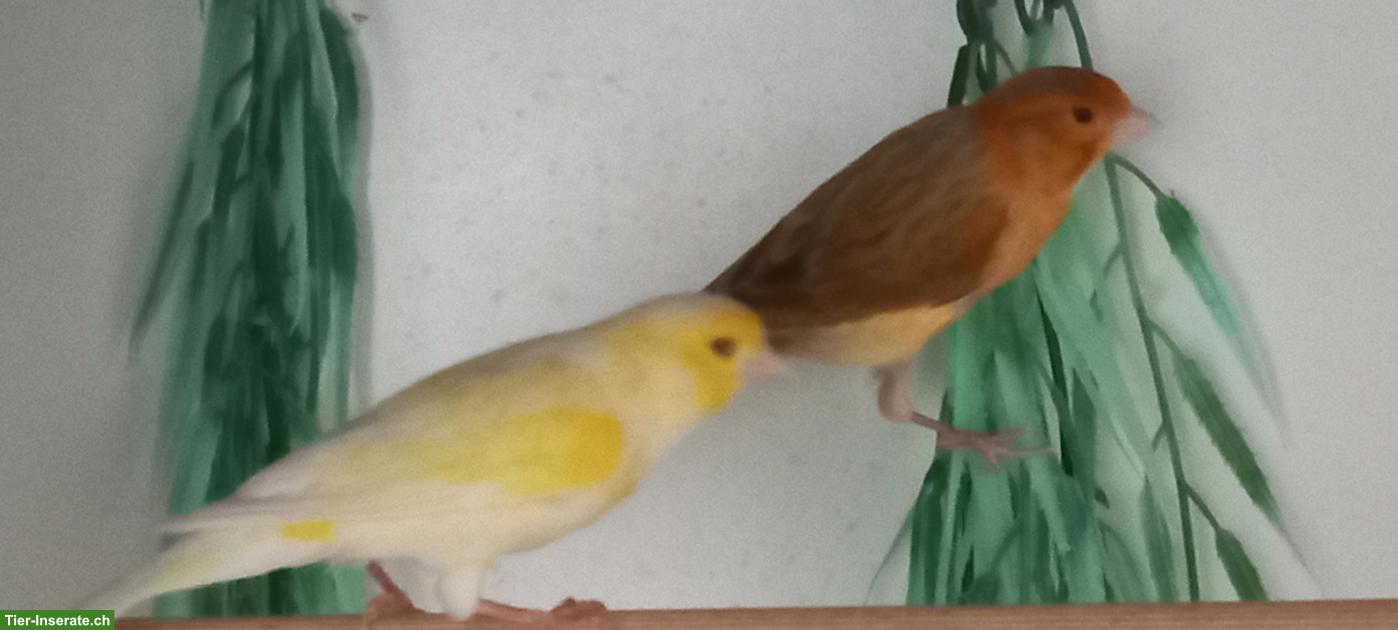 Bild 3: Schöne Kanarienvögel zu verkaufen