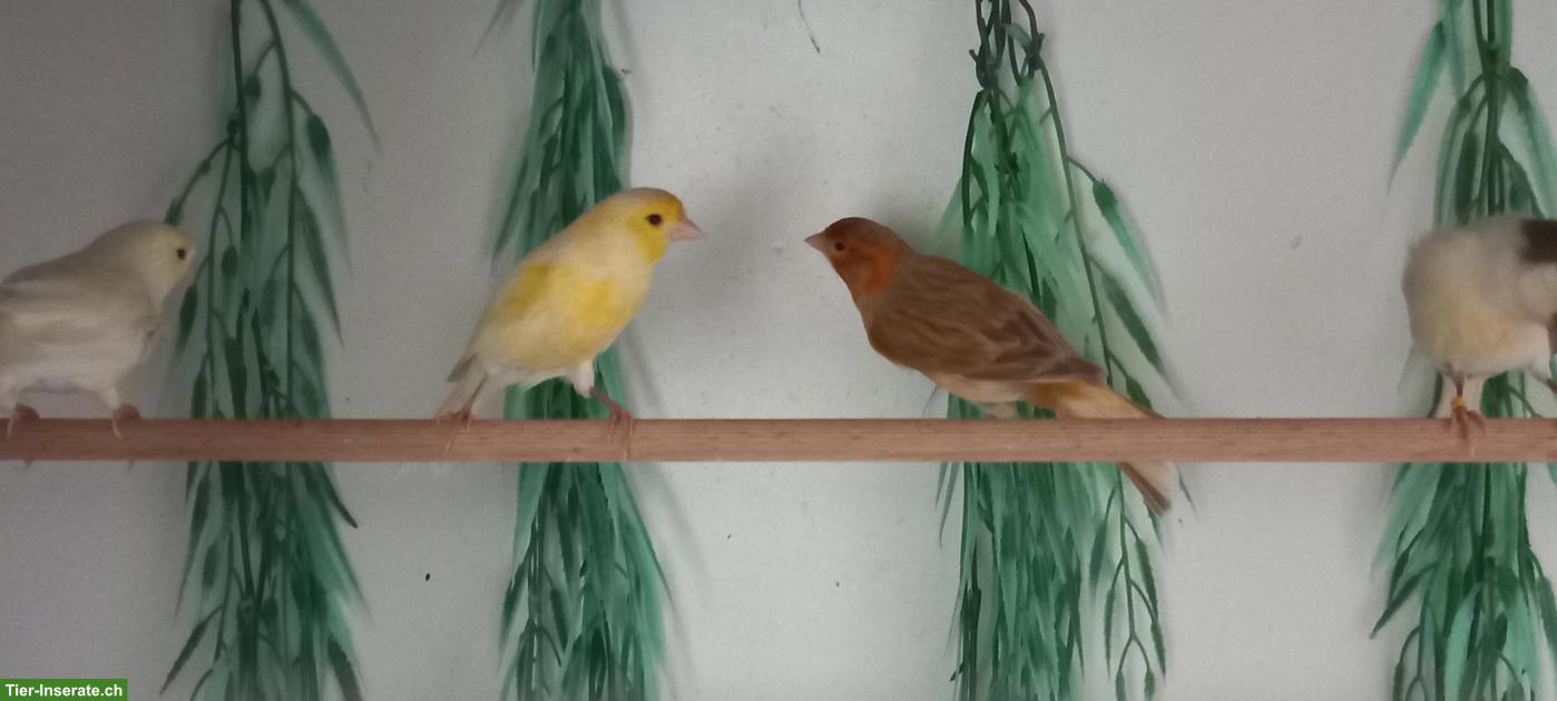 Bild 4: Schöne Kanarienvögel zu verkaufen