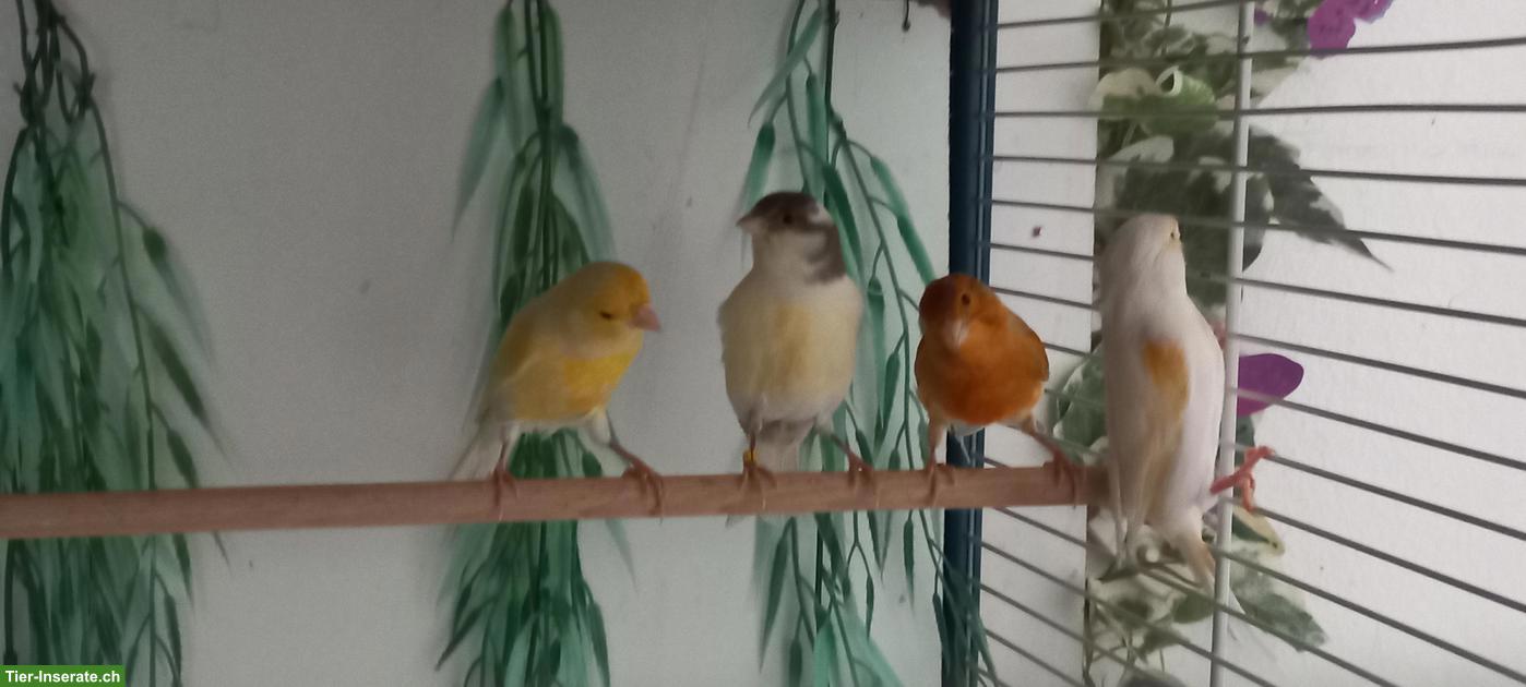 Bild 5: Schöne Kanarienvögel zu verkaufen