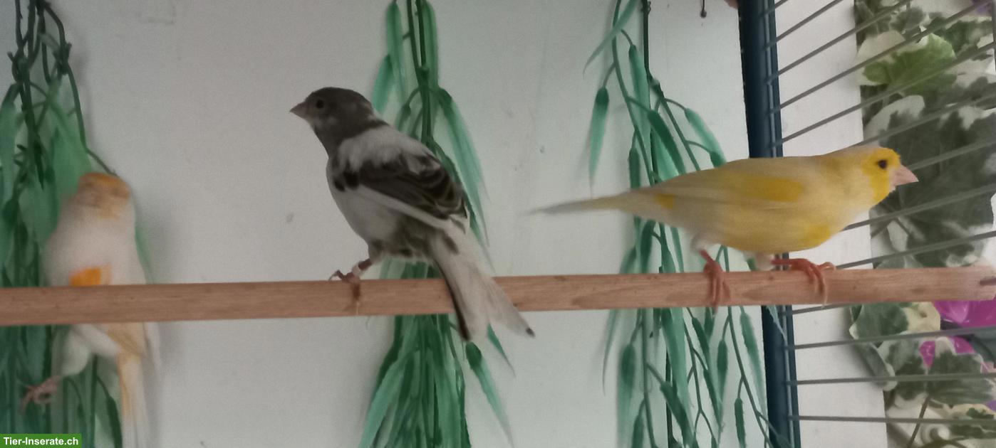 Bild 6: Schöne Kanarienvögel zu verkaufen