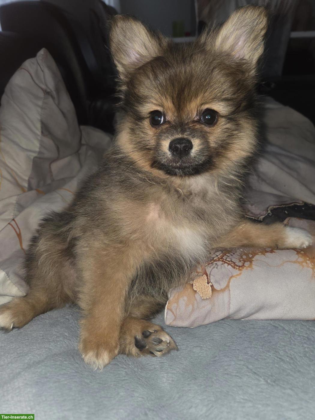 Zwergspitz Rüde, 4 Monate