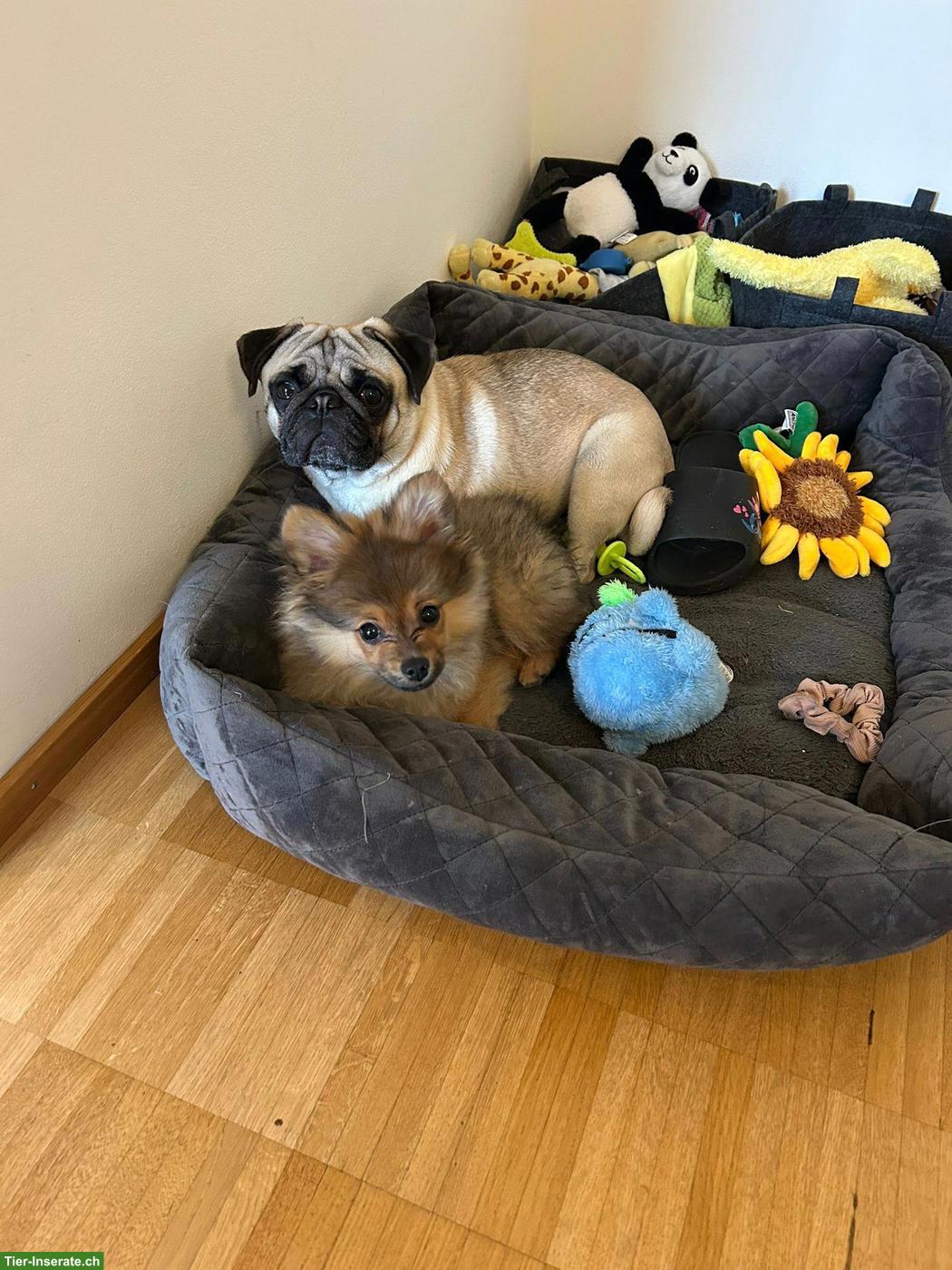 Bild 2: Zwergspitz Rüde, 4 Monate