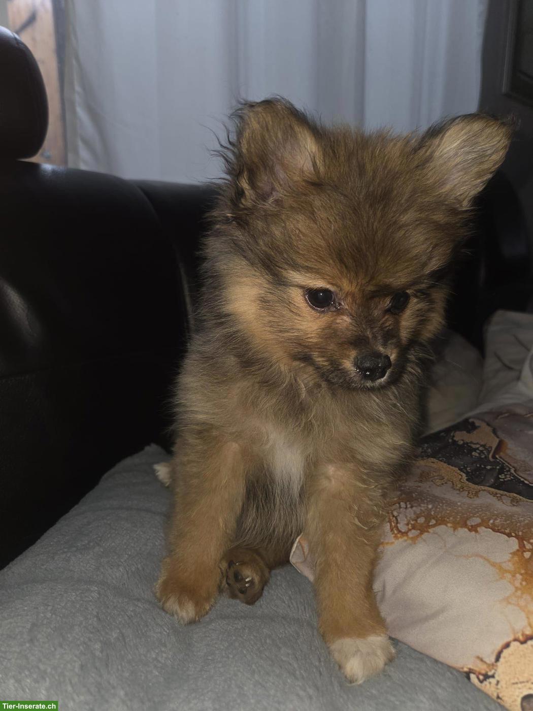 Bild 3: Zwergspitz Rüde, 4 Monate