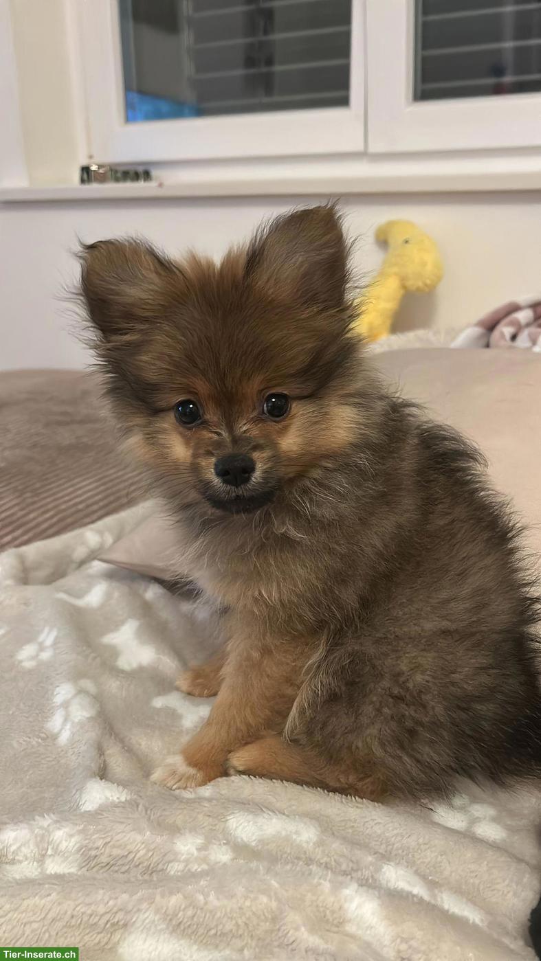 Bild 4: Zwergspitz Rüde, 4 Monate