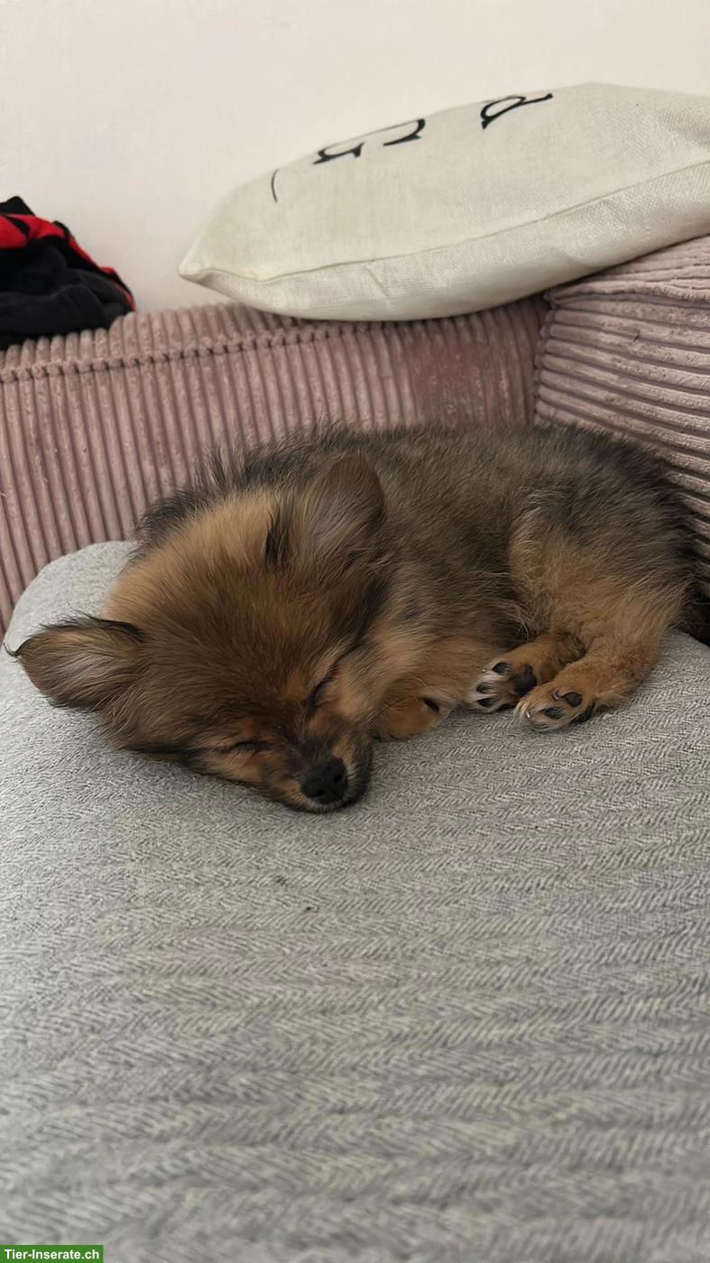 Bild 5: Zwergspitz Rüde, 4 Monate