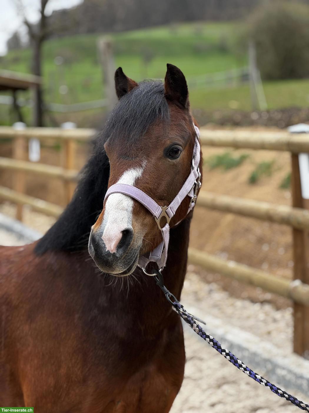 Tolle Welsh Ponys, 5 und 9-jährige Stuten zu verkaufen