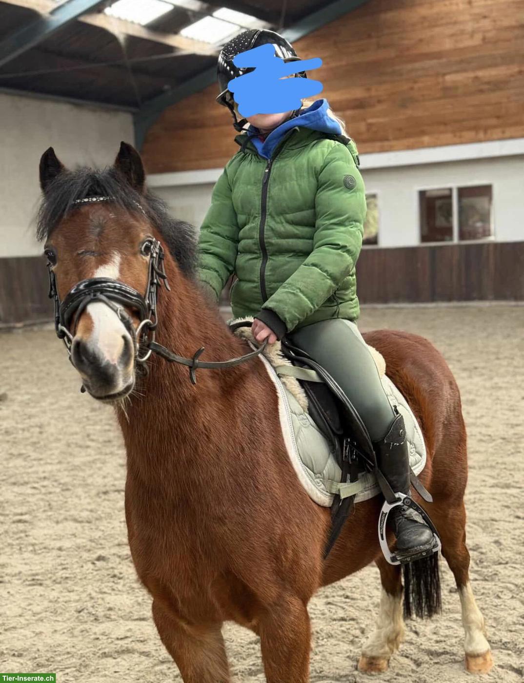 Bild 2: Tolle Welsh Ponys, 5 und 9-jährige Stuten zu verkaufen