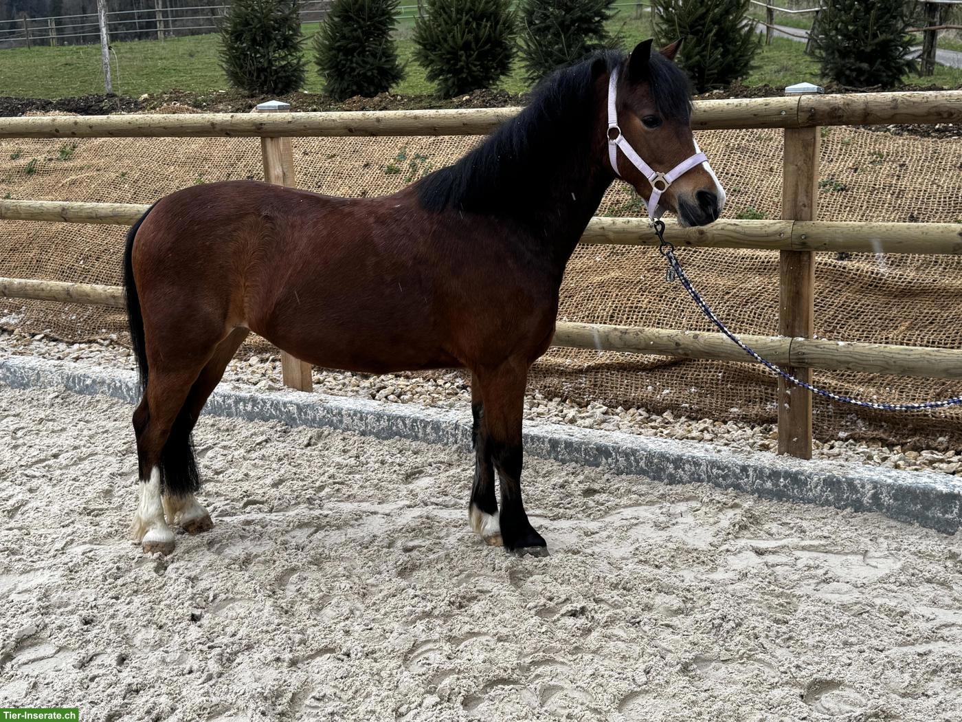 Bild 3: Tolle Welsh Ponys, 5 und 9-jährige Stuten zu verkaufen