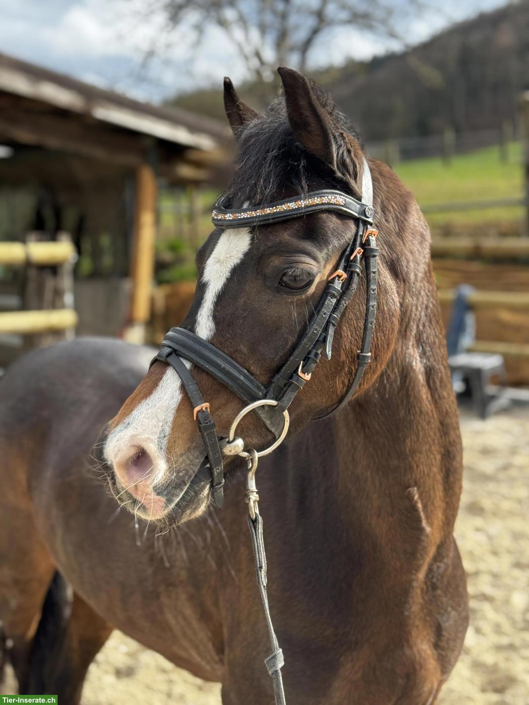 Bild 4: Tolle Welsh Ponys, 5 und 9-jährige Stuten zu verkaufen