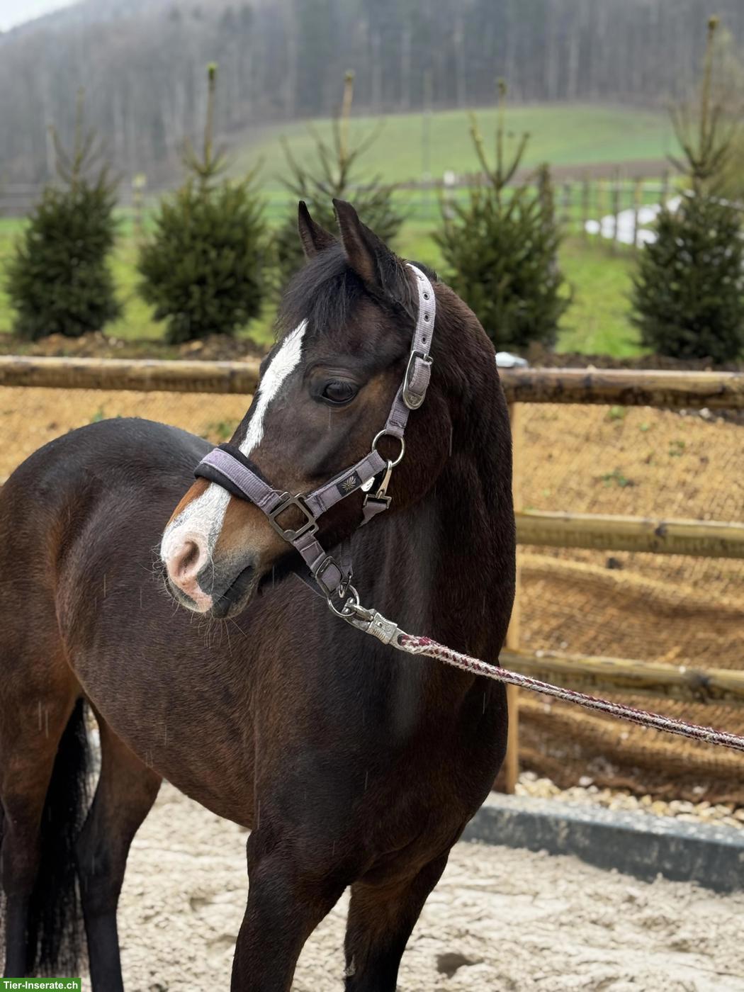 Bild 5: Tolle Welsh Ponys, 5 und 9-jährige Stuten zu verkaufen
