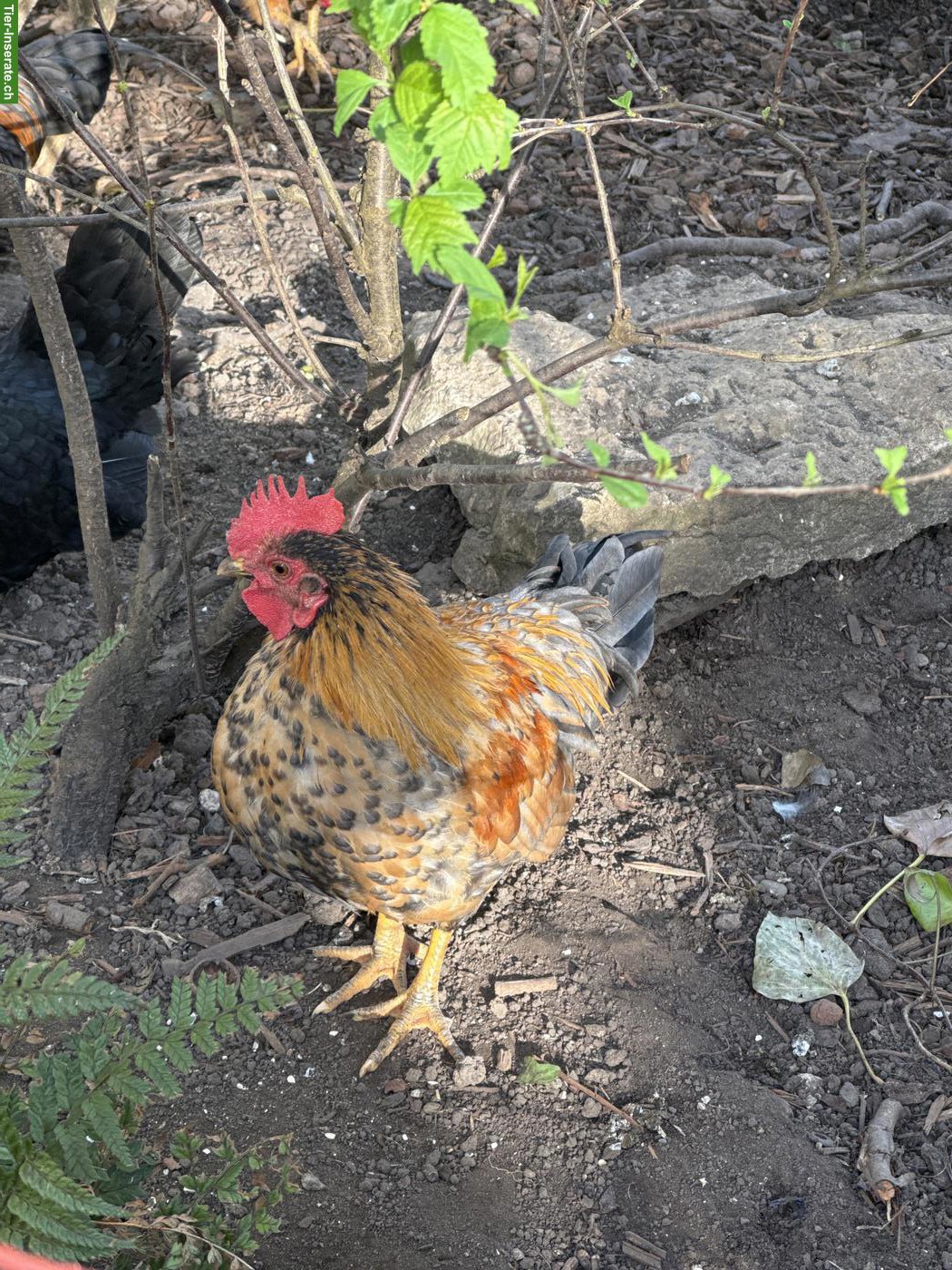 GRATIS: Chabo Hähne zu verschenken